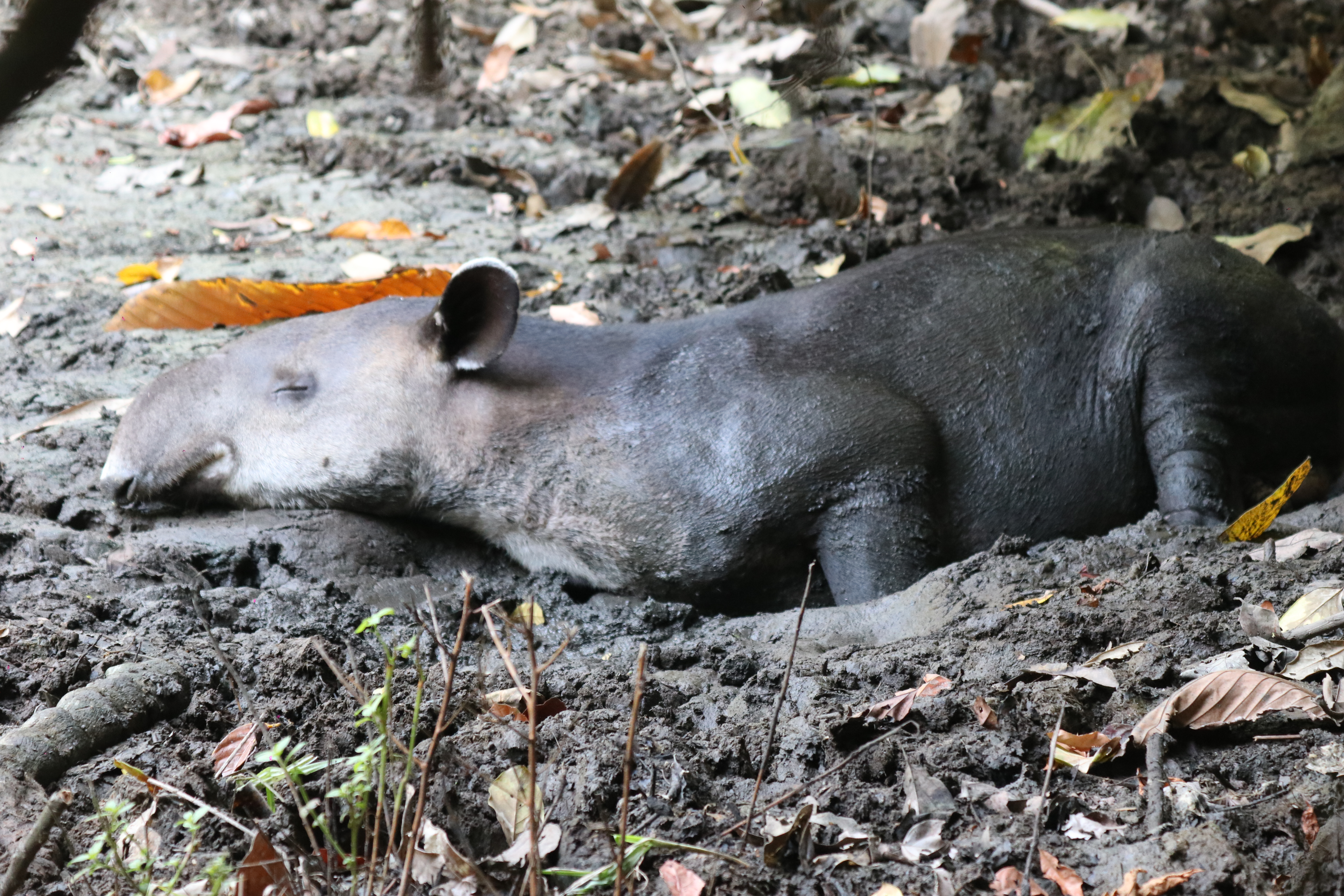 Parque Nacional Corcovado